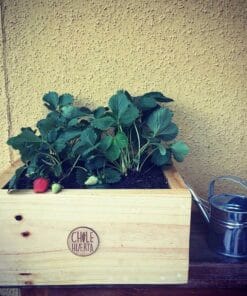 Mini Huerta Orgánica