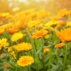 Calendula