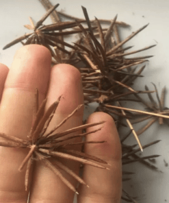 Semilla Alfalfa Chilota
