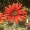 Gazania