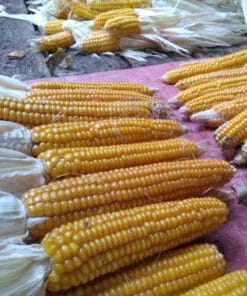 Semilla Maiz Antuco
