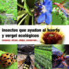 Insectos que ayudan al huerto y vergel ecologicos