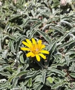 Planta de Inula