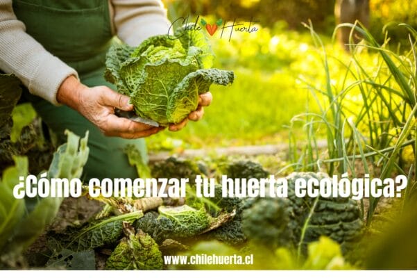 Como iniciar tu huerta ecologica