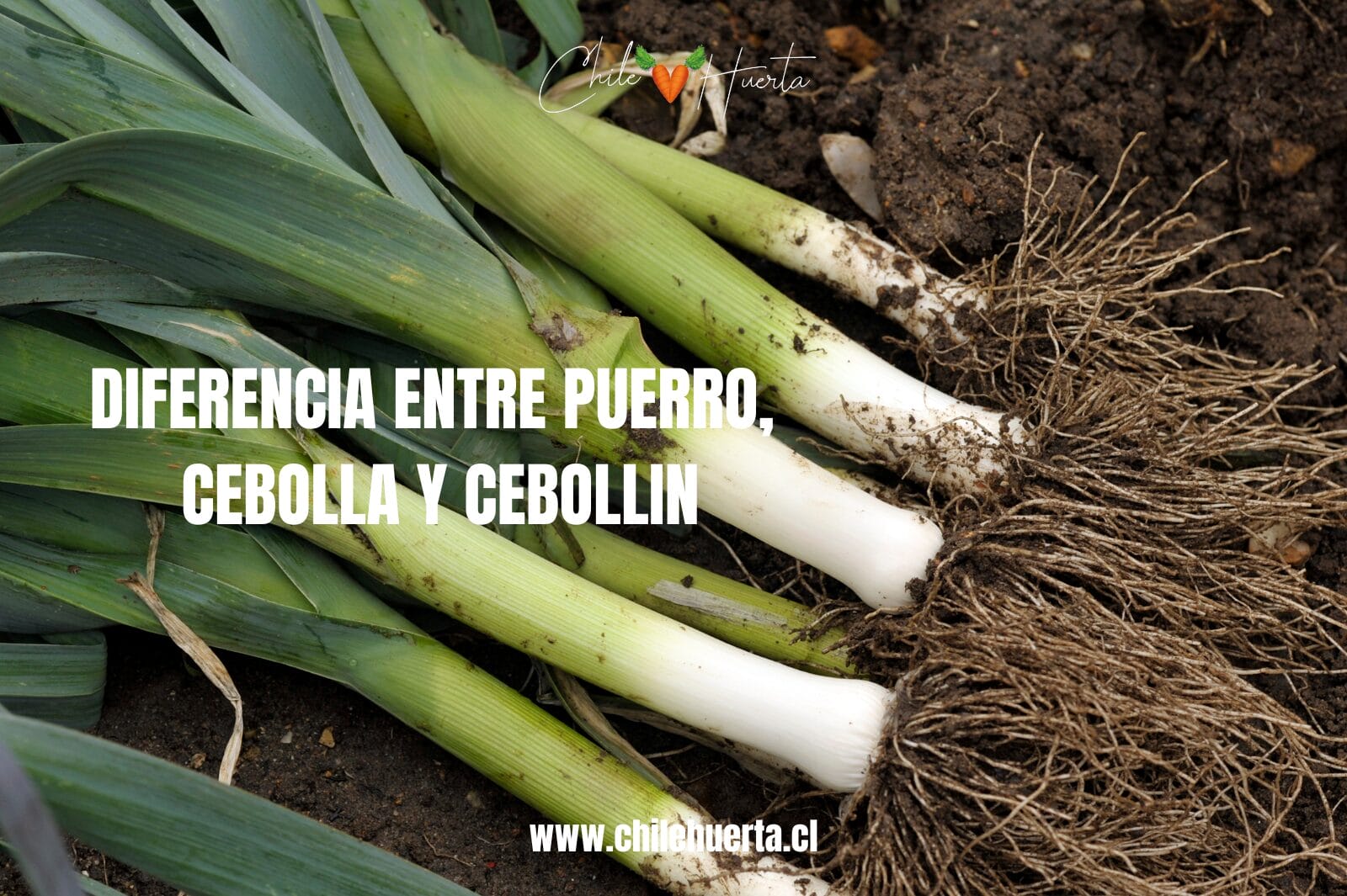 Diferencia entre Puerro Cebolla y Cebollin