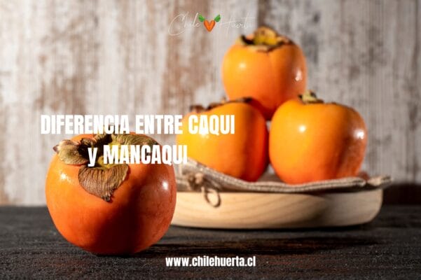 Diferencia entre caqui y mancaqui