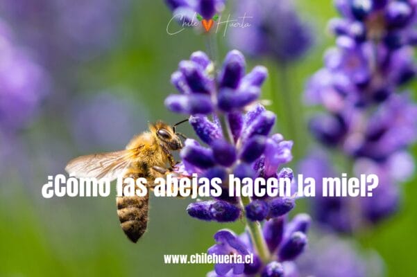 ¿Como las abejas hacen la miel